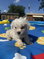 Bichon male 1, a male Bichon Frise for sale in Westville, FL – 6 of 10