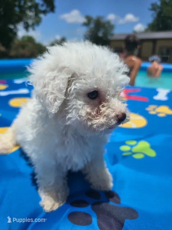 Bichon male 3 – Bichon Frise puppy for sale in Westville, FL