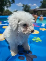 Bichon male 3, a male Bichon Frise for sale in Westville, FL – 1 of 6