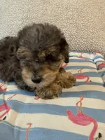 Shihpoo Merle, a male Shih Tzu and Poodle - Miniature  for sale in Westville, FL – 8 of 10