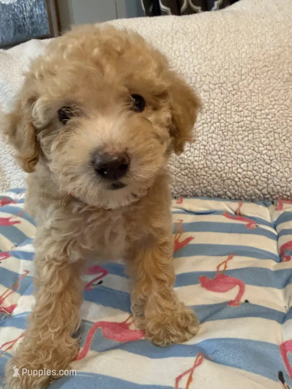 Shihpoo cream – Shihpoo puppy for sale in Westville, FL
