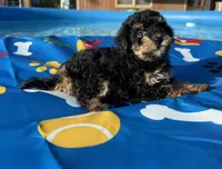 Shihpoo black and tan, a male Shihpoo for sale in Westville, FL – 7 of 10