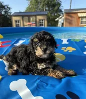Shihpoo black and tan, a male Shihpoo for sale in Westville, FL – 4 of 10