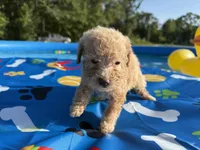 Shihpoo cream, a male Shihpoo for sale in Westville, FL – 7 of 10