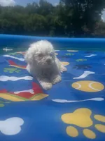 Bichon male 2, a male Bichon Frise for sale in Westville, FL – 2 of 10