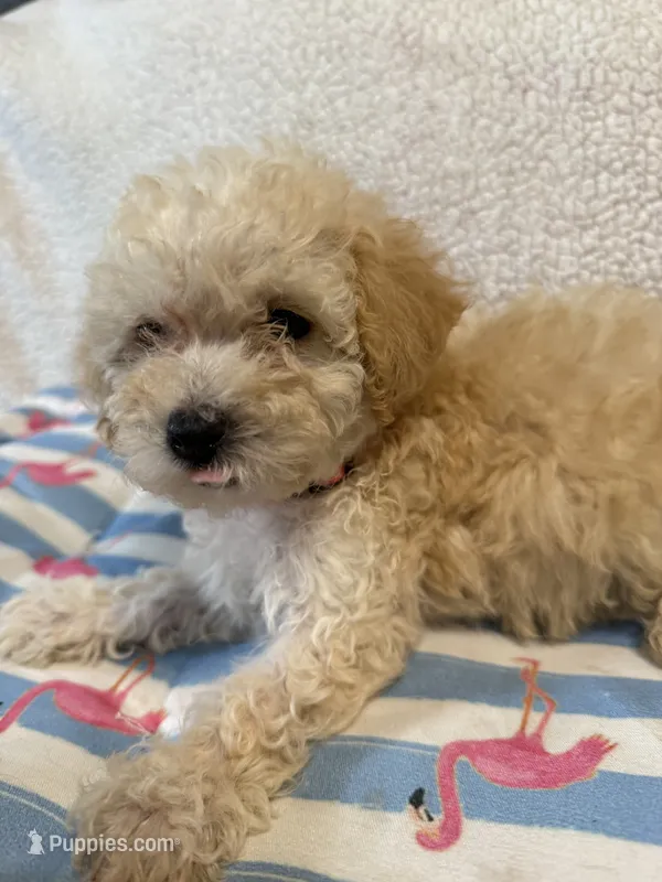 Shipoo female  – Shihpoo puppy for sale in Westville, FL