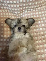 Yellow , a female Bichon Frise and Shih Tzu for sale in Westville, FL – Photo 4 of 5