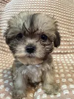 Yellow , a female Bichon Frise and Shih Tzu for sale in Westville, FL – Photo 1 of 5