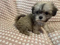 Yellow , a female Bichon Frise and Shih Tzu for sale in Westville, FL – Photo 2 of 5