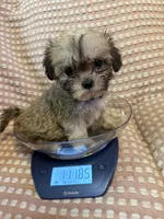 Yellow , a female Bichon Frise and Shih Tzu for sale in Westville, FL – Photo 5 of 5