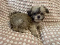 Yellow , a female Bichon Frise and Shih Tzu for sale in Westville, FL – Photo 3 of 5