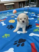 Shipoo female , a female Shihpoo for sale in Westville, FL – 6 of 10