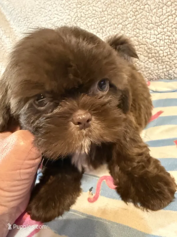 Shihtzu chocolate – Shih Tzu puppy for sale in Westville, FL