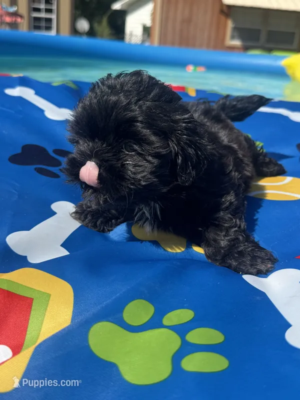 Shihtzu black male  – Shih Tzu puppy for sale in Westville, FL