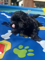 Shihtzu black male , a male Shih Tzu for sale in Westville, FL – 1 of 10