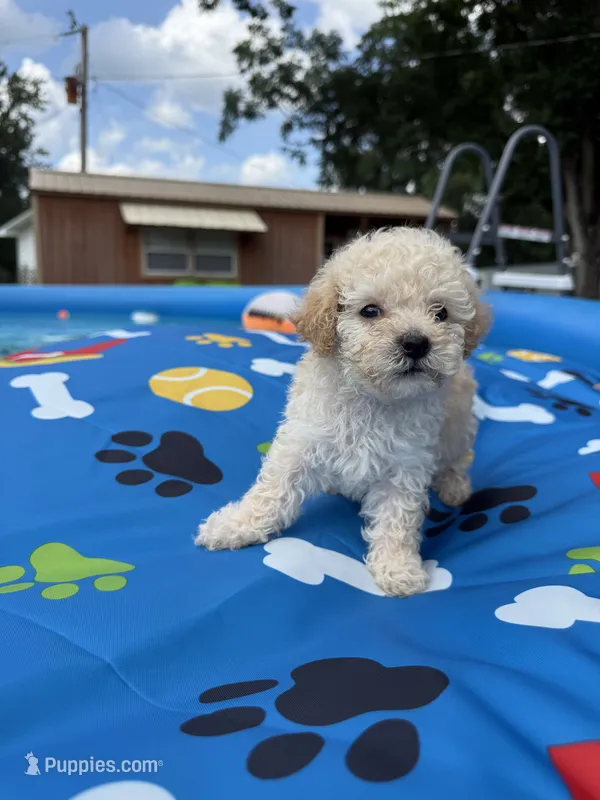 Shipoo female , a female Shihpoo for sale in Westville, FL – 1 of 10