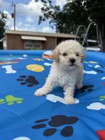 Shipoo female , a female Shihpoo for sale in Westville, FL – 1 of 10