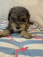 Shihpoo Merle, a male Shih Tzu and Poodle - Miniature  for sale in Westville, FL – 6 of 10