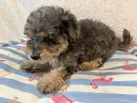Shihpoo Merle, a male Shih Tzu and Poodle - Miniature  for sale in Westville, FL – 5 of 10