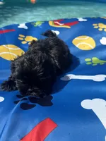 Shihtzu black male , a male Shih Tzu for sale in Westville, FL – 5 of 10