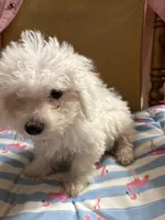 Bichon male blue, a male Bichon Frise for sale in Westville, FL – 5 of 7