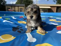 Shihpoo Merle, a male Shihpoo for sale in Westville, FL – 7 of 10