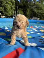Shihpoo cream, a male Shihpoo for sale in Westville, FL – 5 of 10