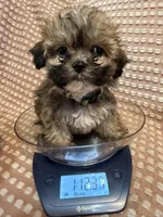 Light green, a male Bichon Frise and Shih Tzu for sale in Westville, FL – Photo 3 of 5