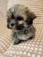 Light green, a male Bichon Frise and Shih Tzu for sale in Westville, FL – Photo 2 of 5