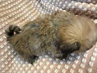 Light green, a male Bichon Frise and Shih Tzu for sale in Westville, FL – Photo 4 of 5