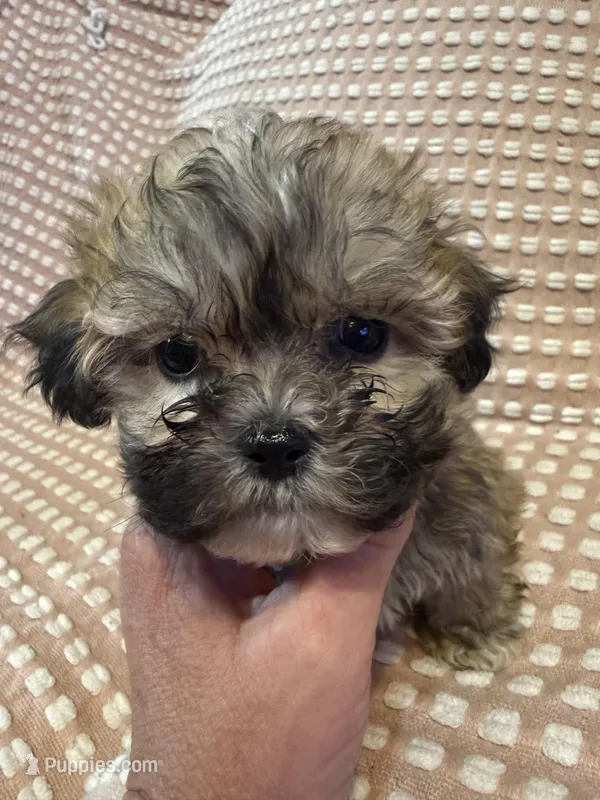 Light green – Bichon Frise, Shih Tzu puppy for sale in Westville, FL