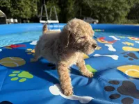 Shihpoo cream, a male Shihpoo for sale in Westville, FL – 10 of 10