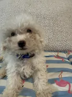 Bichon male blue, a male Bichon Frise for sale in Westville, FL – 9 of 10