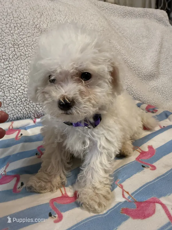 Bichon female – Bichon Frise puppy for sale in Westville, FL