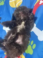Shihtzu chocolate, a male Shih Tzu for sale in Westville, FL – 4 of 6