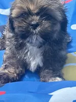 Shihtzu male, a male Shih Tzu for sale in Westville, FL – 2 of 8