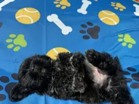 Shihtzu female, a female Shih Tzu for sale in Westville, FL – 6 of 8