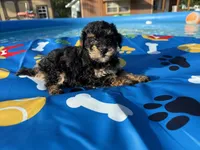 Shihpoo black and tan, a male Shihpoo for sale in Westville, FL – 8 of 10