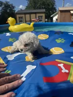 Bichon male 1, a male Bichon Frise for sale in Westville, FL – 4 of 10