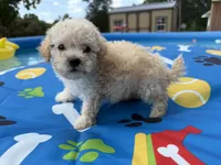 Shipoo female , a female Shihpoo for sale in Westville, FL – 9 of 10