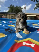 Shihpoo Merle, a male Shihpoo for sale in Westville, FL – 10 of 10