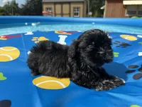 Shihtzu female, a female Shih Tzu for sale in Westville, FL – 4 of 8