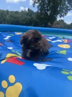 Shihtzu chocolate, a male Shih Tzu for sale in Westville, FL – 6 of 6