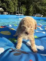 Shihpoo cream, a male Shihpoo for sale in Westville, FL – 8 of 10