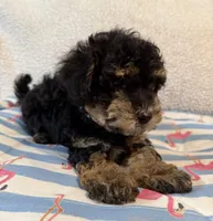 Shihpoo black and tan, a male Shih Tzu and Poodle - Miniature  for sale in Westville, FL – 8 of 10