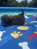 Shihtzu chocolate, a male Shih Tzu for sale in Westville, FL – 3 of 6