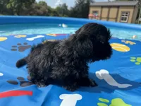 Shihtzu female, a female Shih Tzu for sale in Westville, FL – 2 of 8