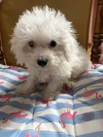 Bichon male blue, a male Bichon Frise for sale in Westville, FL – 7 of 7