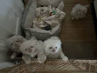 processed/2195b0cc-4518-4710-92e1-0247c453aab9/listing/a9fdfff6-5808-4d47-94ec-40a7d5d0b569/81f3cc52-25cd-4c52-a15e-a8a2c1609f49