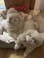 processed/2195b0cc-4518-4710-92e1-0247c453aab9/listing/ec40f09a-d618-487f-8479-fafc03e09a84/233a6e92-5d60-4861-858a-ac4630977ec6